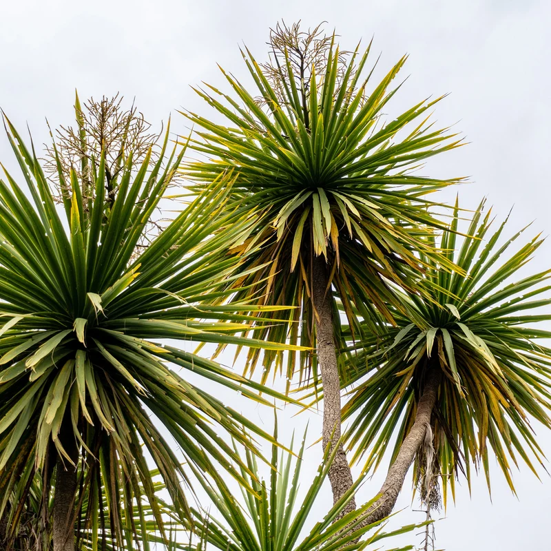 Cordyline australe