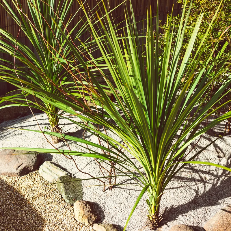 Cordyline australe