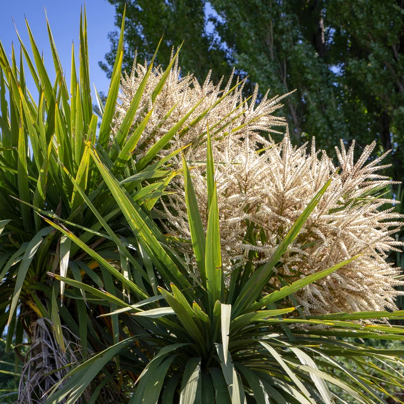 Cordyline australe