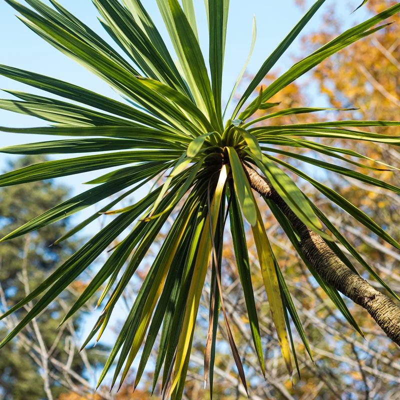 Cordyline australe
