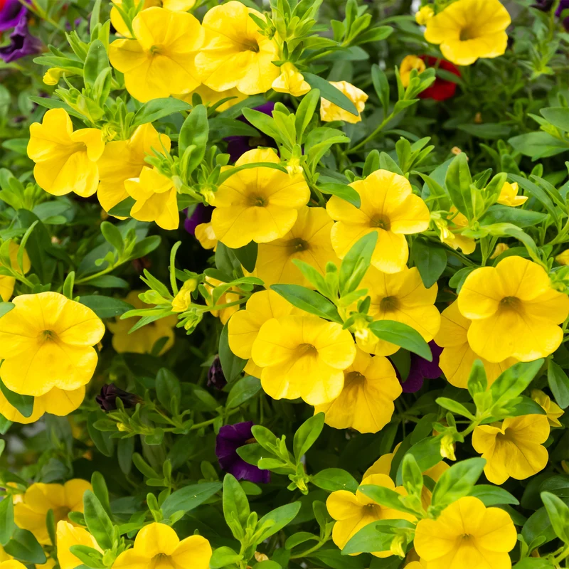 Mini-pétunia jaunes