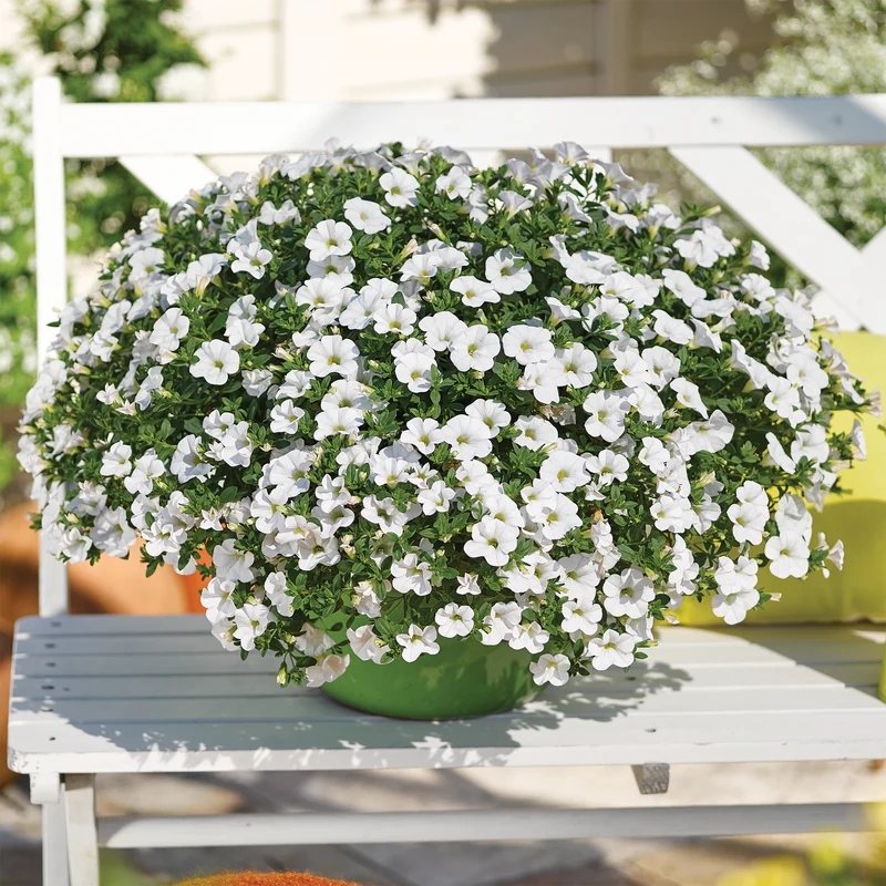 Mini-pétunia blanches