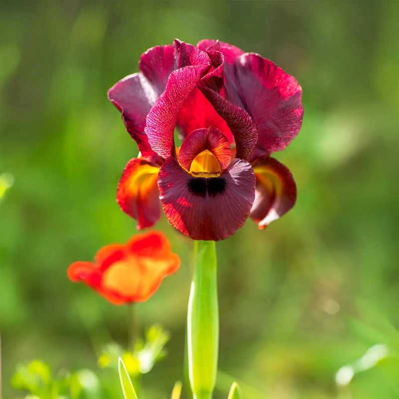 Iris de Louisiane Ann Chowning