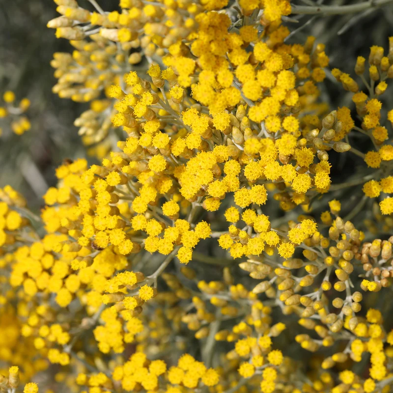 Herbe à curry Aladin - Immortelle de Corse