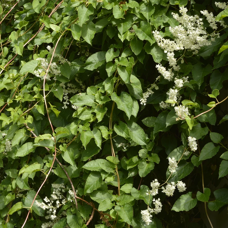 Renouée d'Aubert - Fallopia