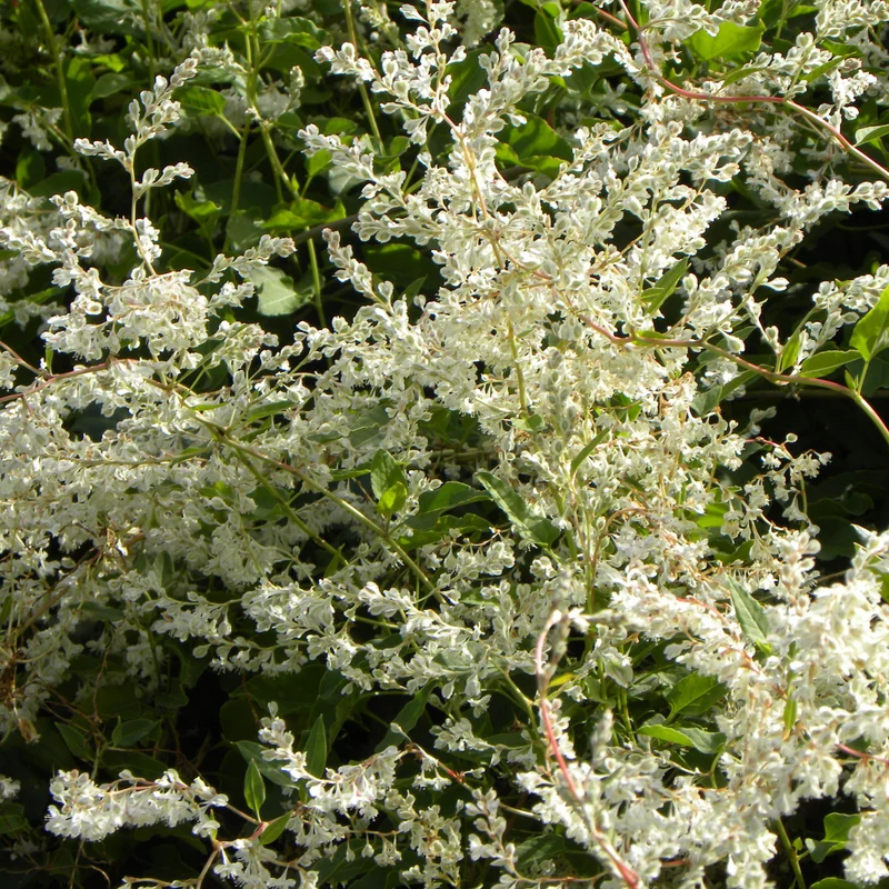 Renouée d'Aubert - Fallopia