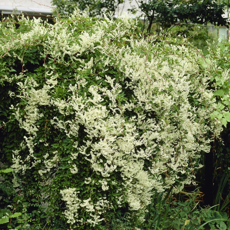 Renouée d'Aubert - Fallopia