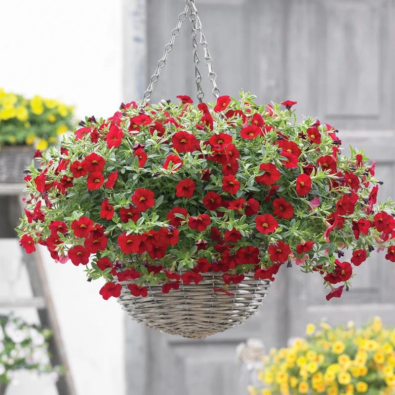 Mini-pétunia rouges