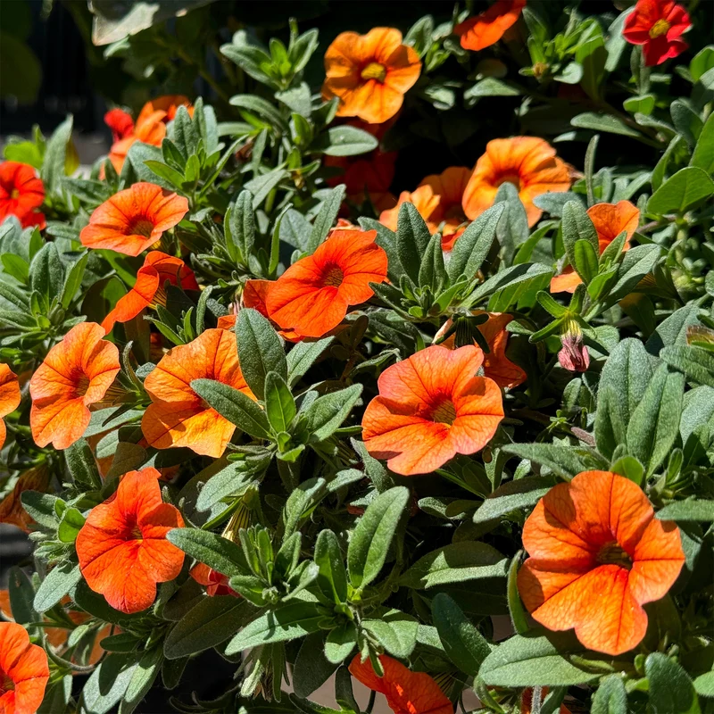 Mini-pétunia oranges