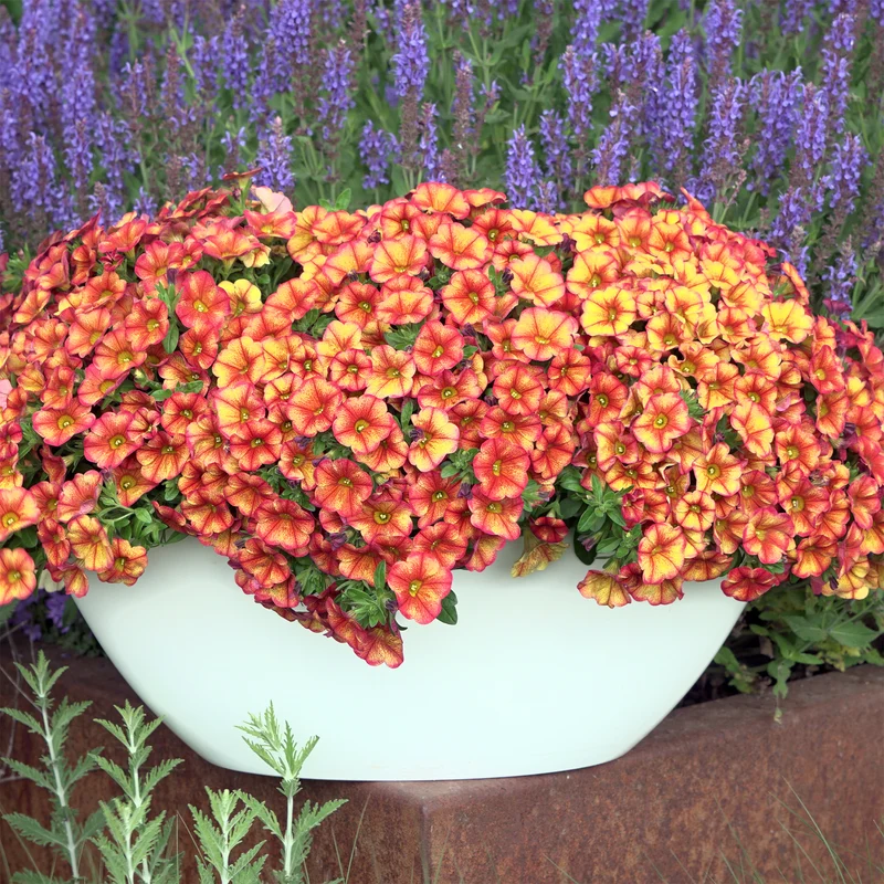 Mini-pétunia oranges