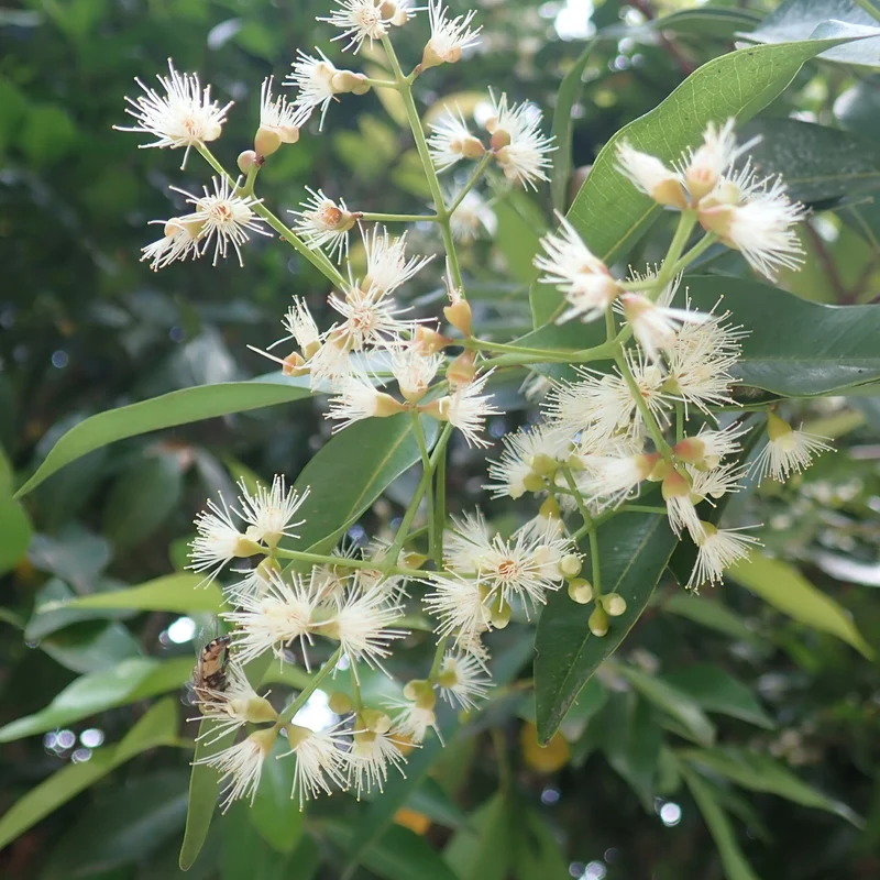 Myrte d'Australie Newport - Eugenia