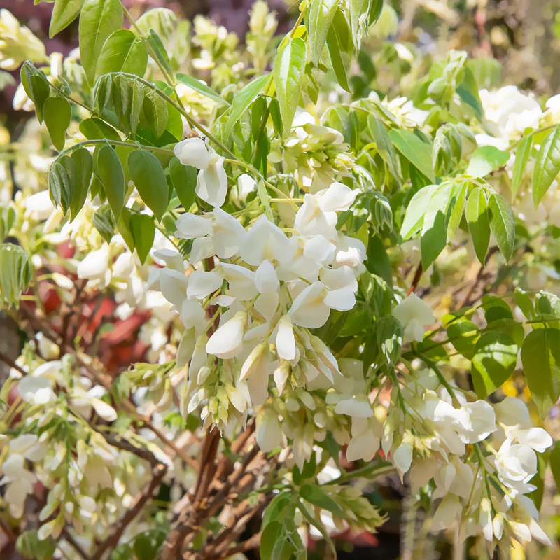 Glycine soyeuse blanche