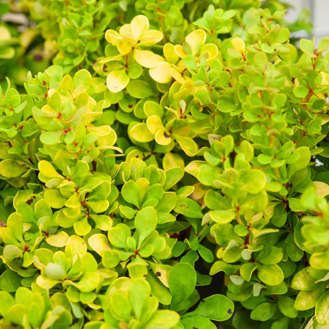 Épine-vinette de Thunberg Golden Rocket