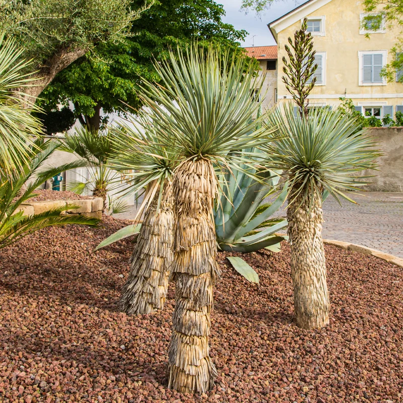 Yucca bleu