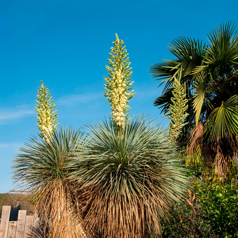 Yucca bleu
