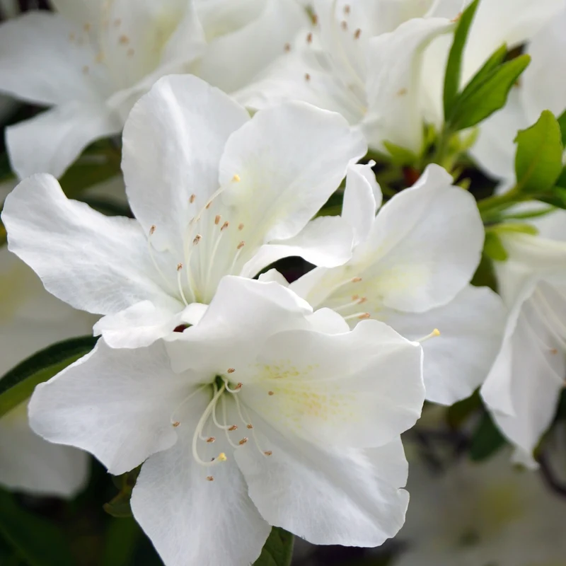 Azalea Palestrina