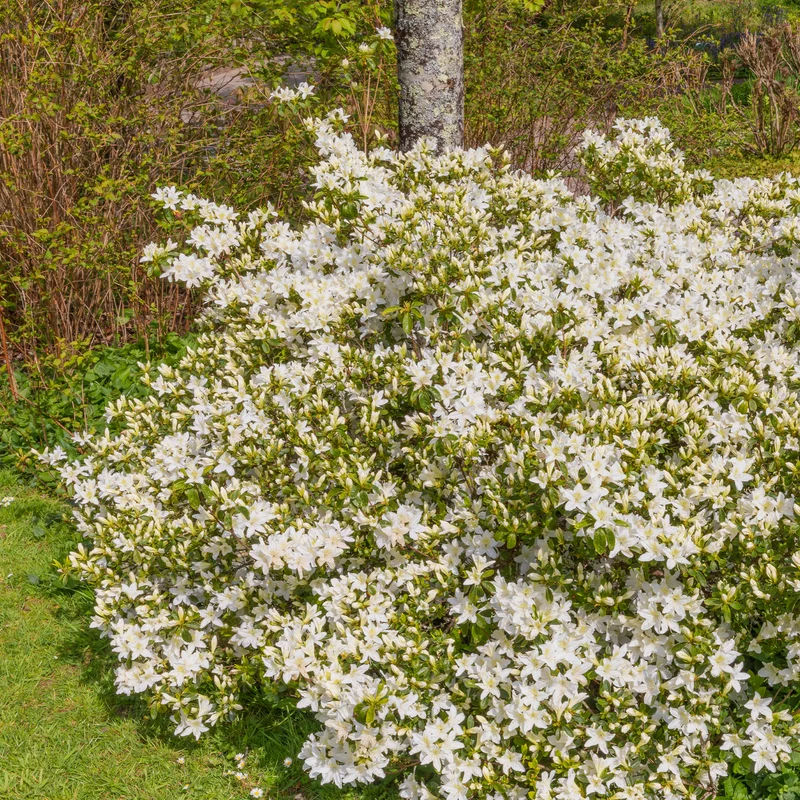 Azalea Palestrina