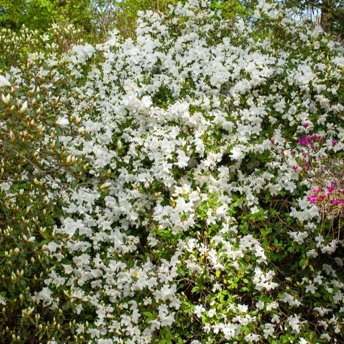 Azalea Palestrina