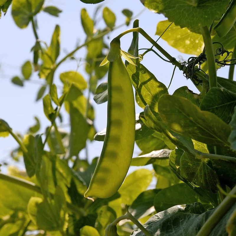 Pois nain mangetout Bamby
