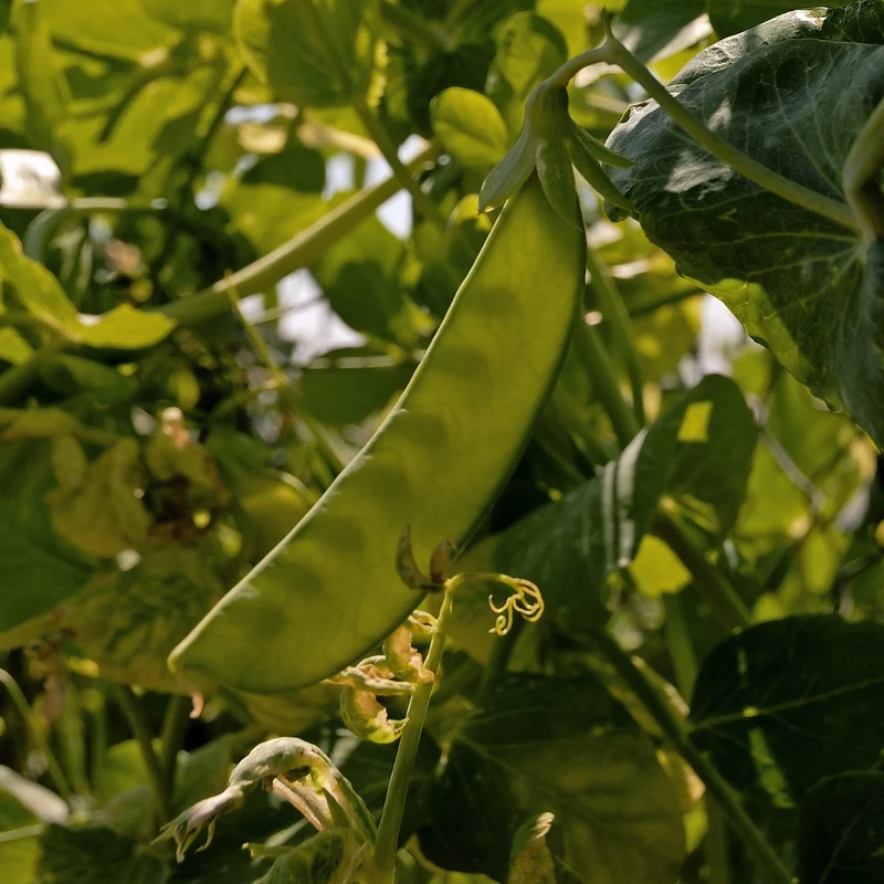 Pois nain mangetout Bamby