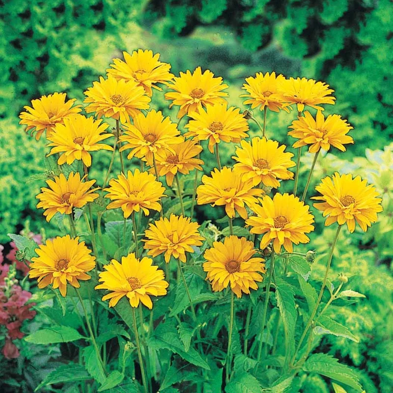 5 Héliopsides