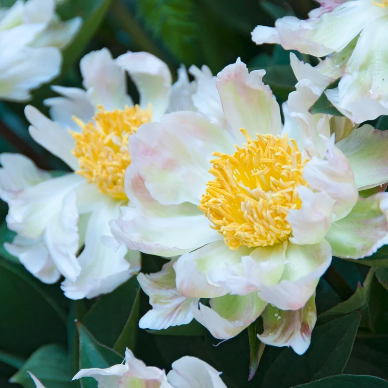 Pivoine Green Lotus