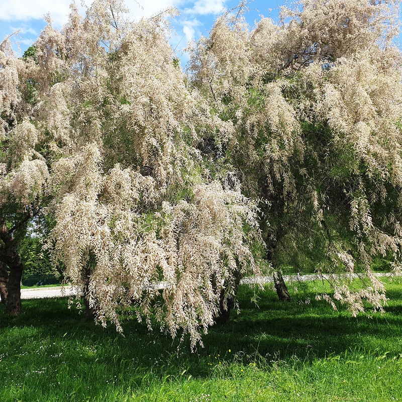 Tamaris ramosissima blanc