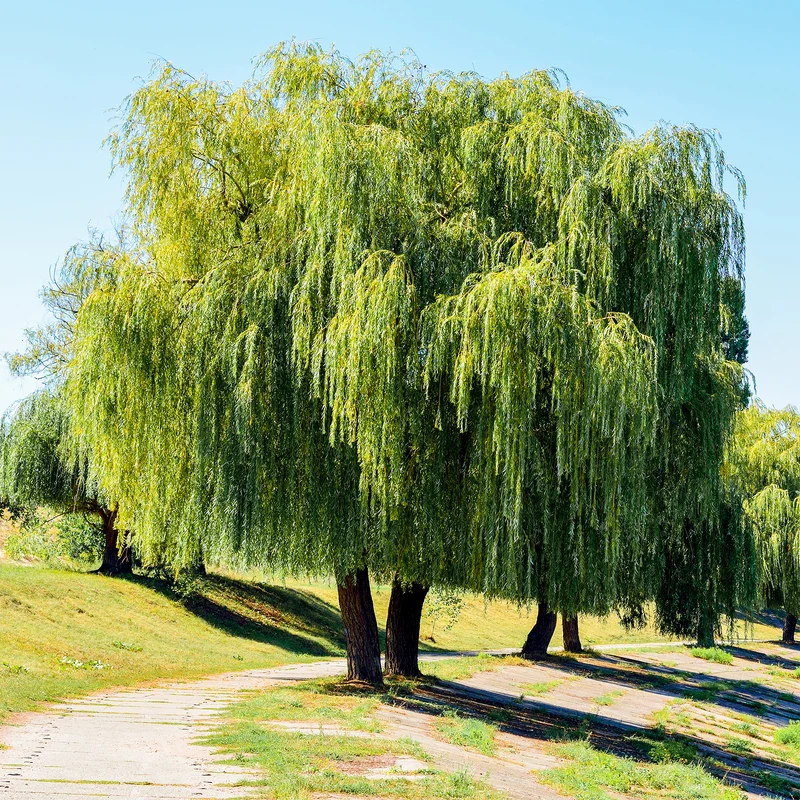 Saule pleureur