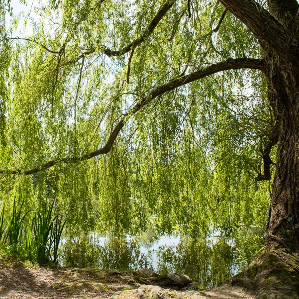 Saule pleureur