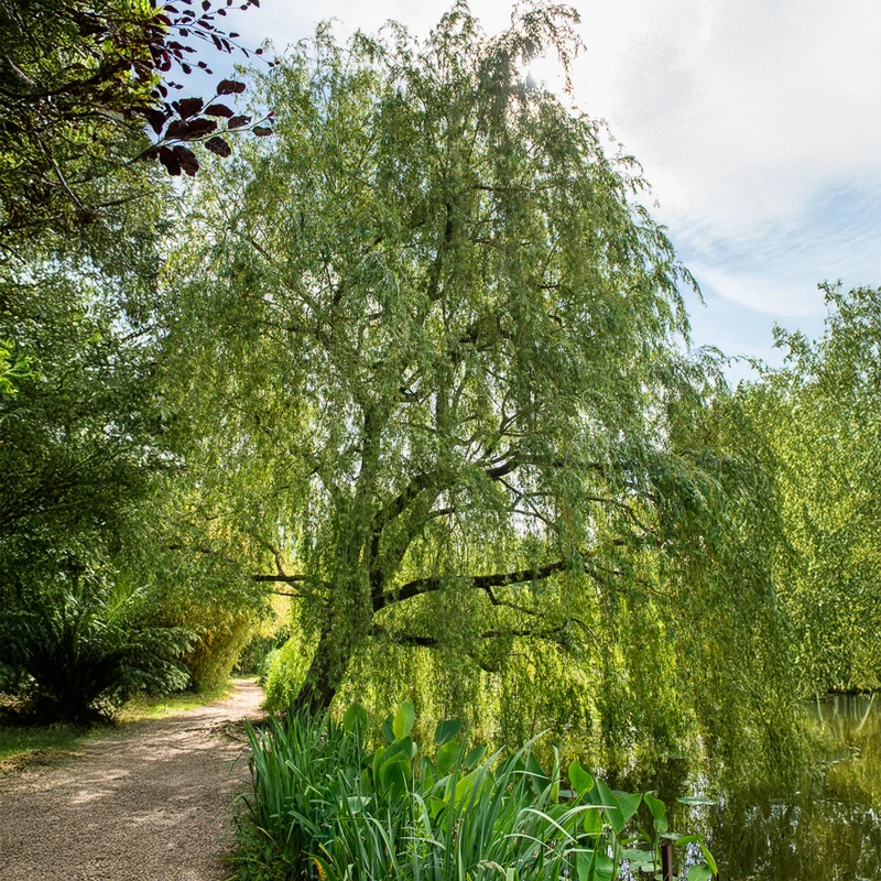 Saule pleureur