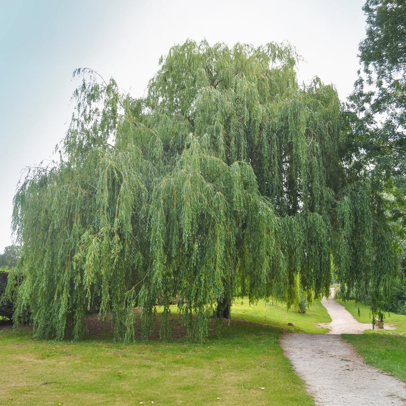 Saule pleureur
