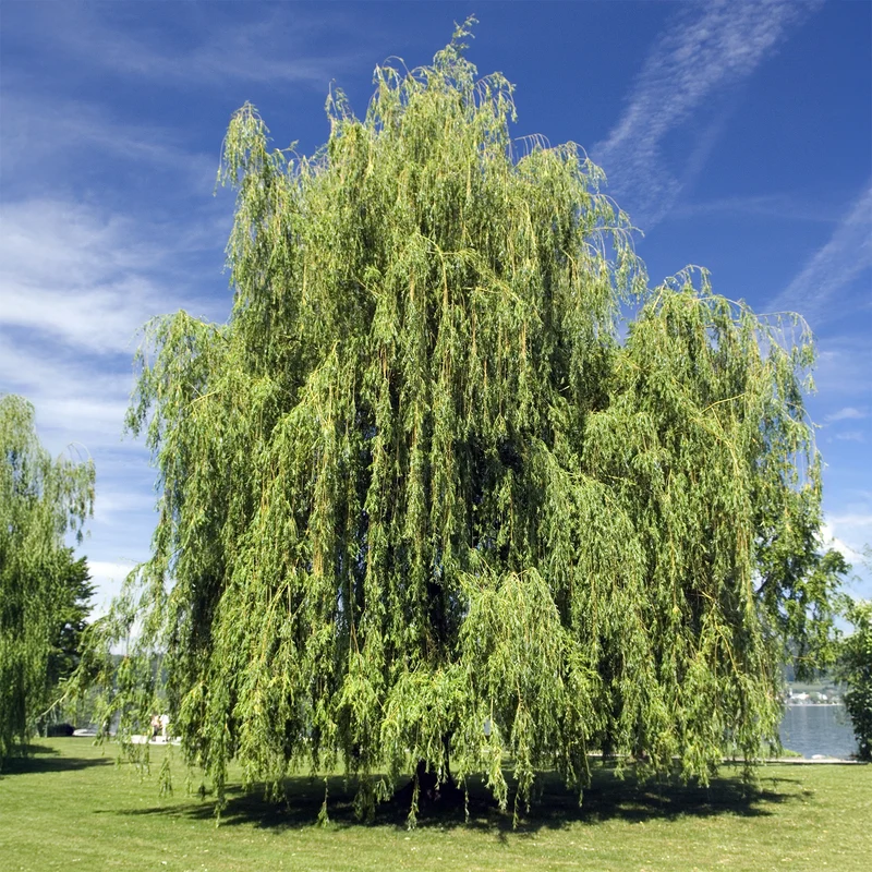 Saule pleureur