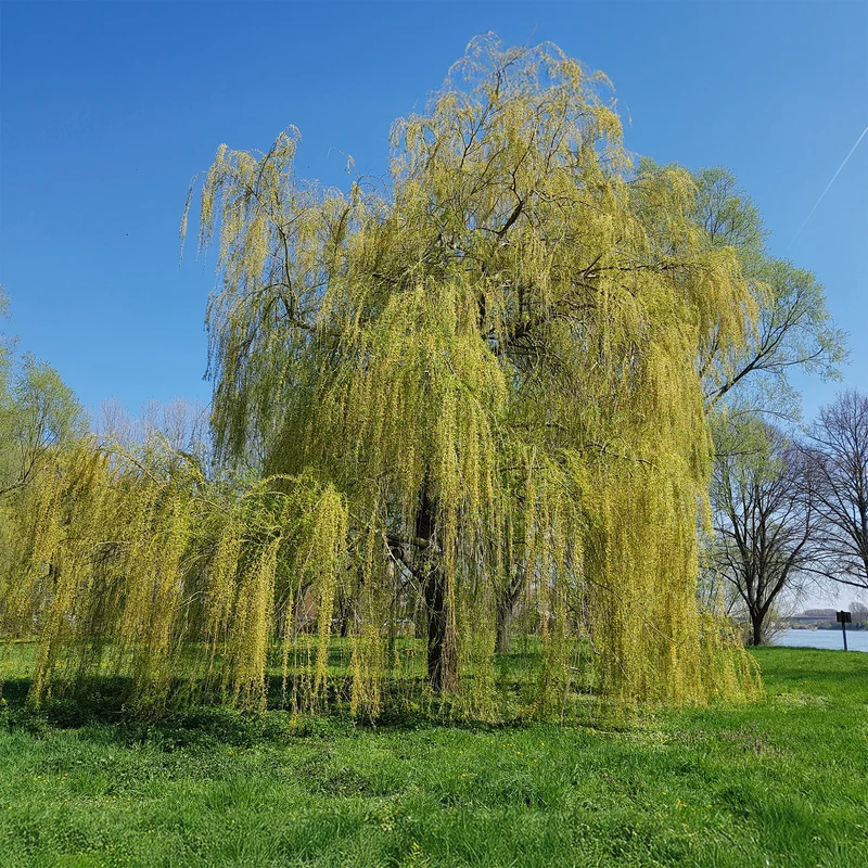Saule pleureur
