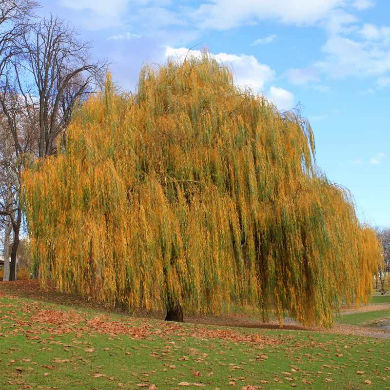 Saule pleureur