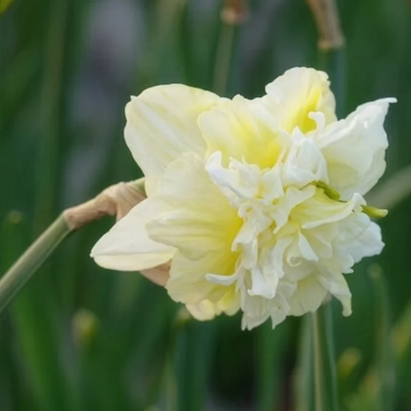 10 Narcisses à fleurs doubles Obdam