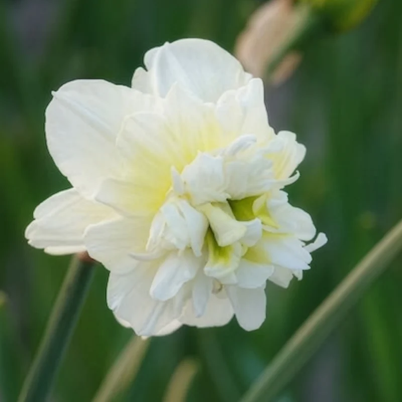 10 Narcisses à fleurs doubles Obdam
