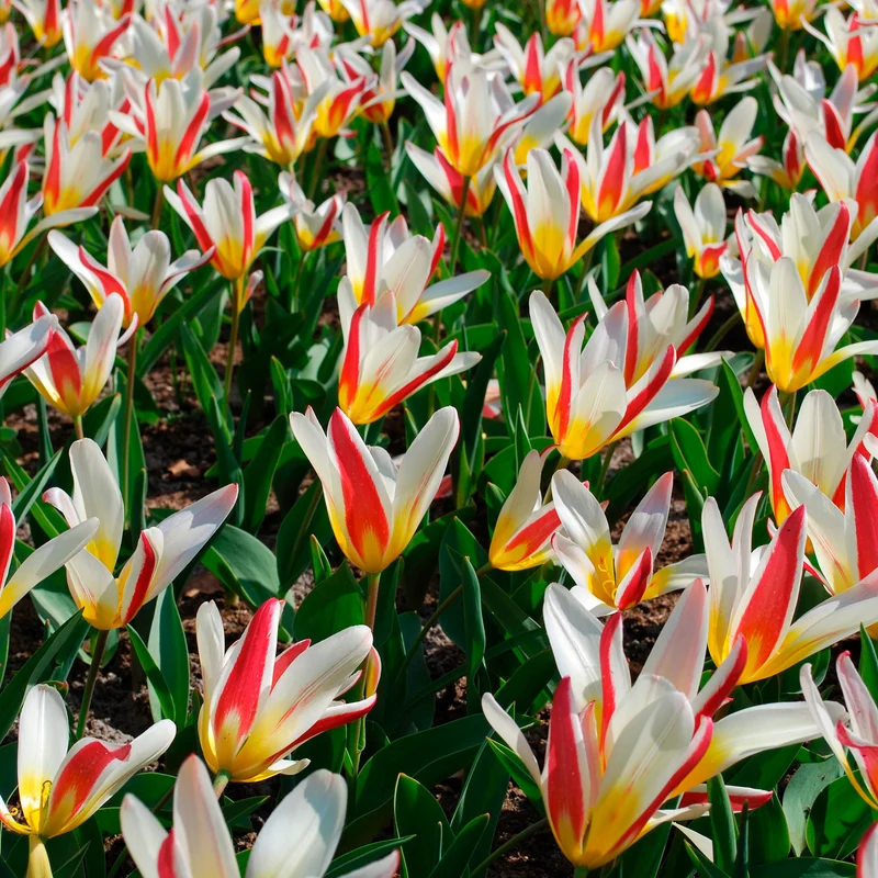 10 Tulipes botaniques The First