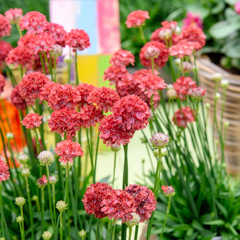 Gazon d'Espagne Ballerina rouge