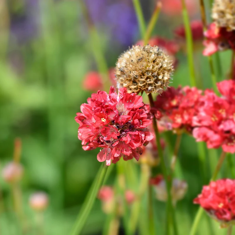 Gazon d'Espagne Ballerina rouge