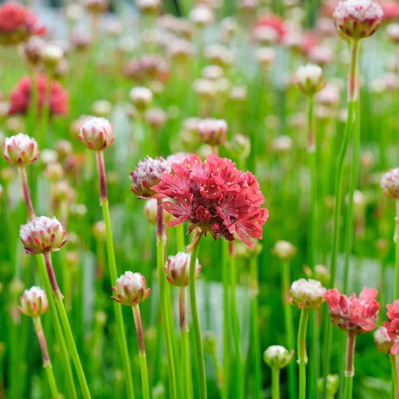 Gazon d'Espagne Ballerina rouge