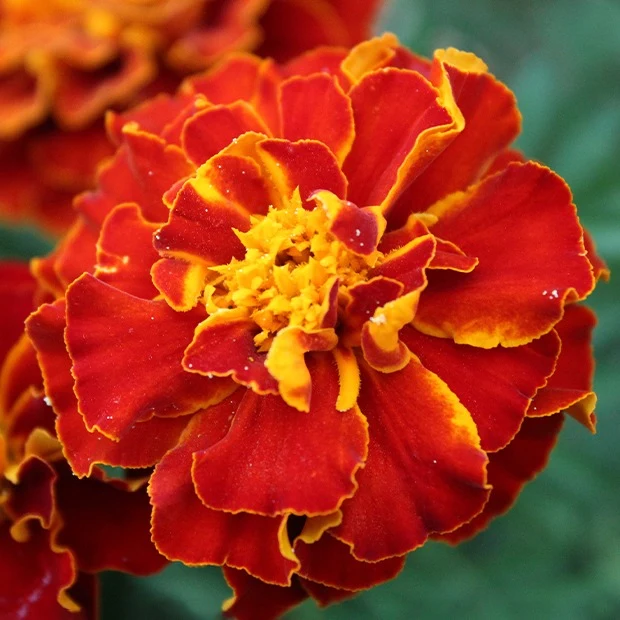 Oeillet d'Inde nain Rusty red