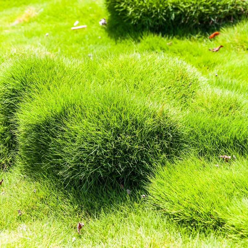 Zoysia tenuifolia - Gazon des Mascareignes