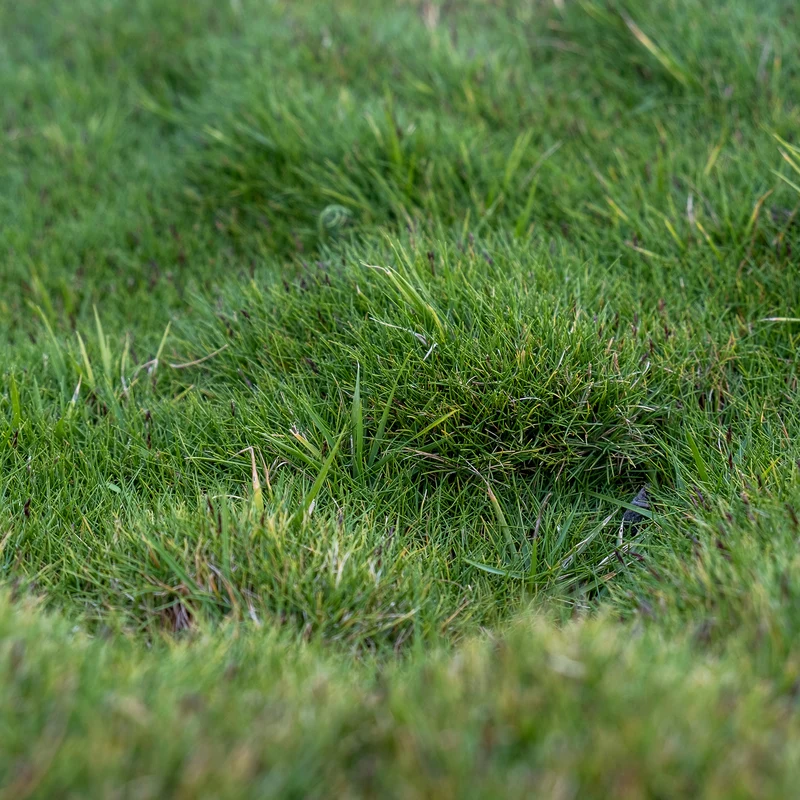 Zoysia tenuifolia - Gazon des Mascareignes