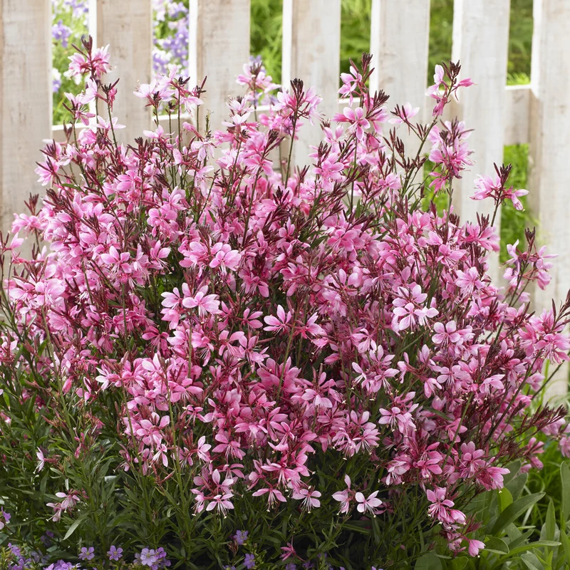 Gaura Baby Butterfly Dark Pink