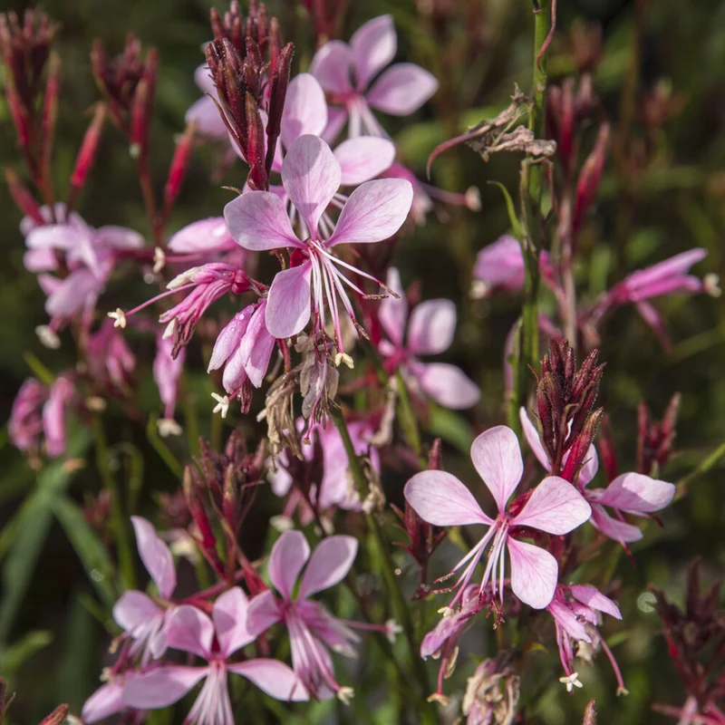 Gaura Baby Butterfly Dark Pink