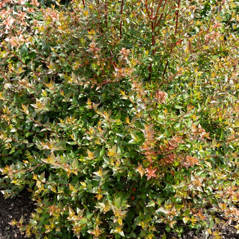 Abélia à grandes fleurs Sherwood
