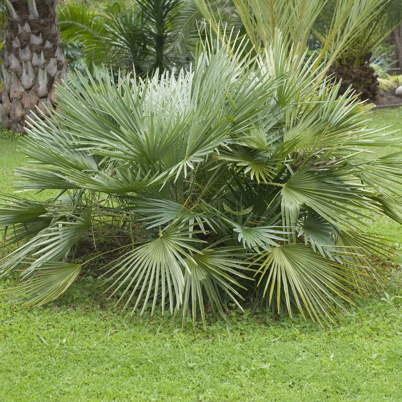 Sabal nain - Palmer nain à feuilles éventail