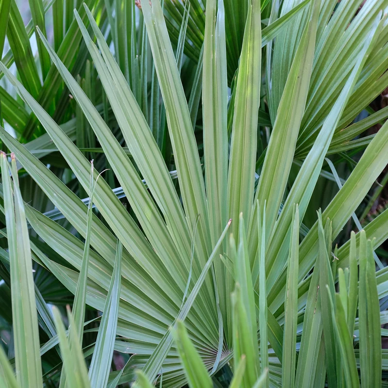 Sabal nain - Palmer nain à feuilles éventail