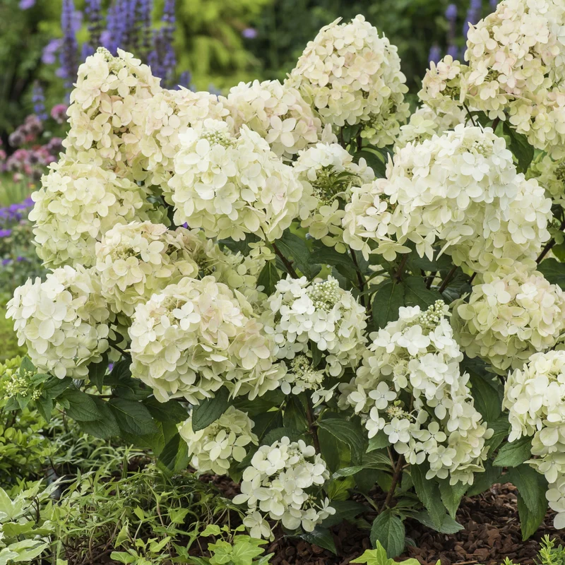 Hortensia paniculé PETITE® Star