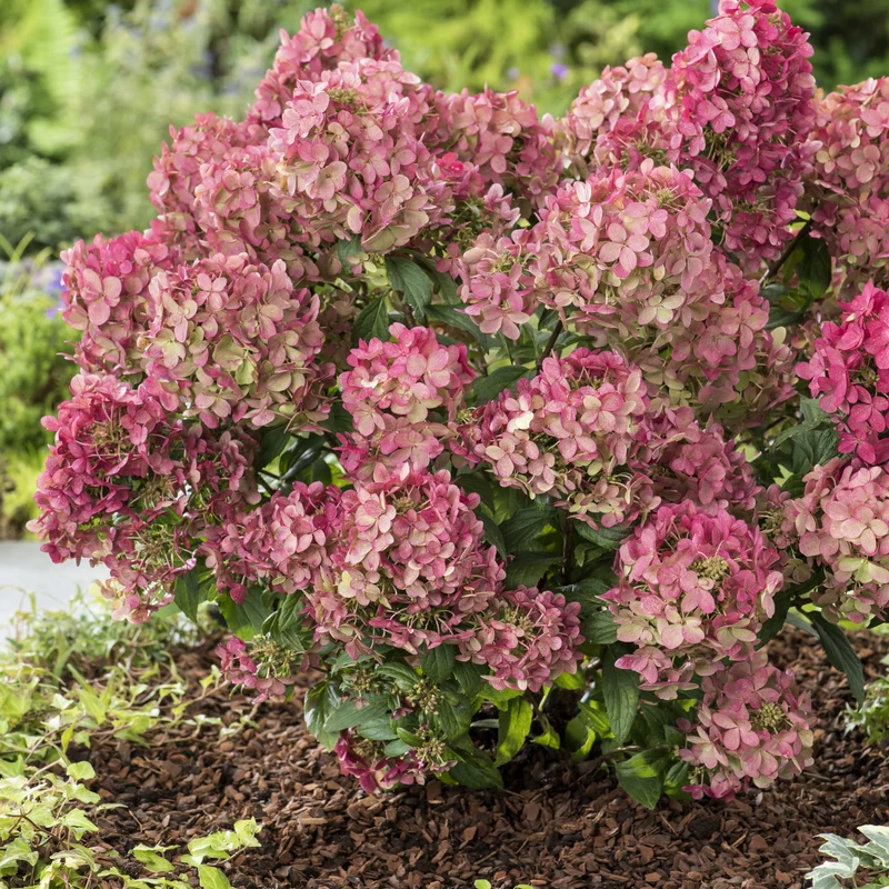 Hortensia paniculé PETITE® Star